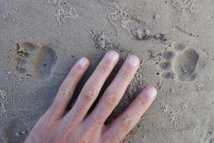 Who made these cute little tracks?