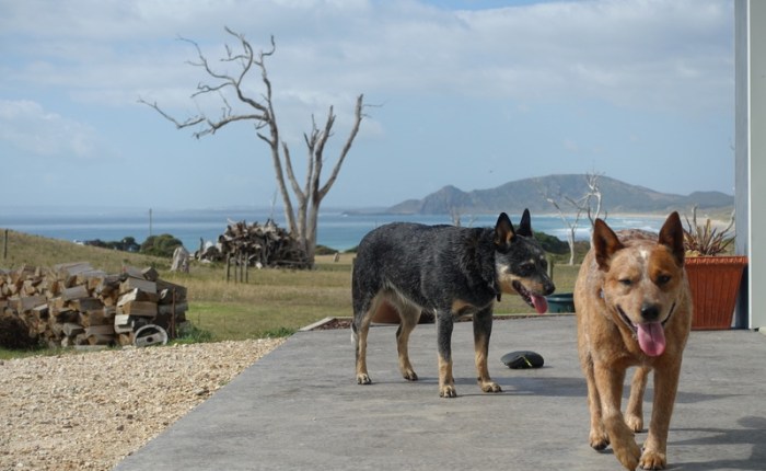 Pet Sitting in Paradise