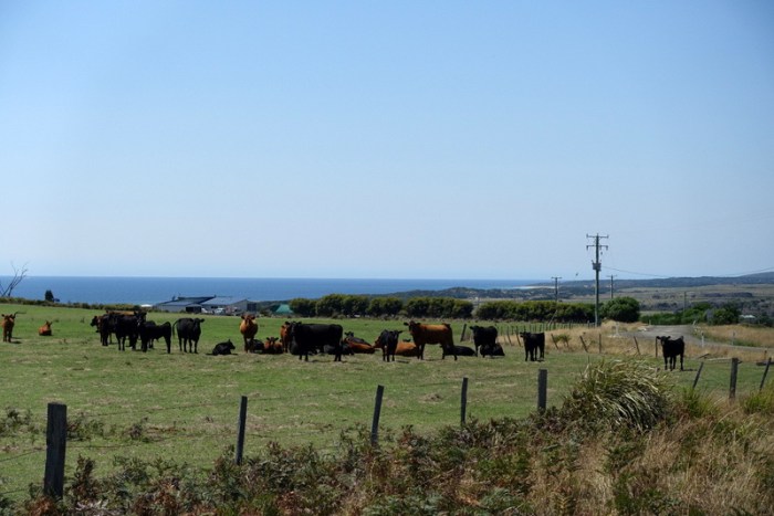 Cows and the Sea - Classic East Coast scenery