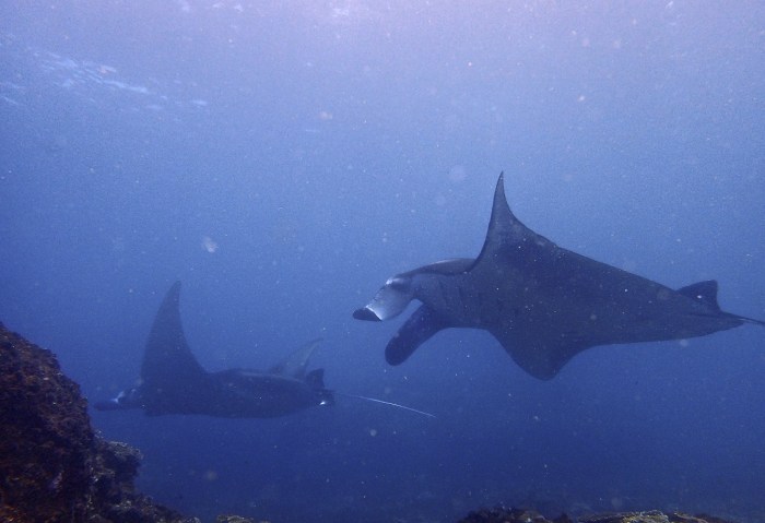 manta1