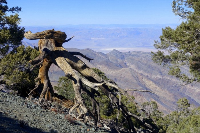 Looking down into Death Valley from Wildrose Peak