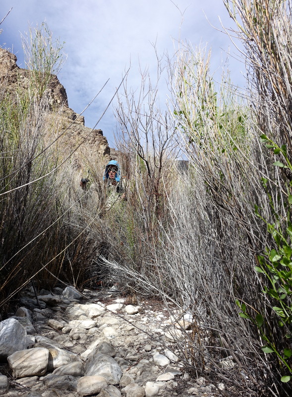 Bushwacking is not what I expected to be doing in the desert