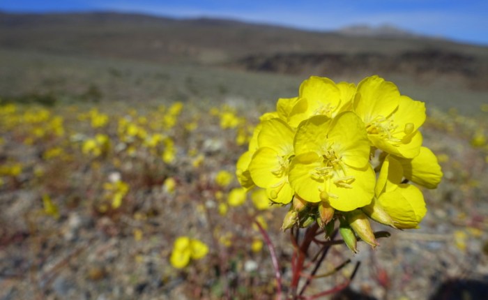 Death Valley Superbloom