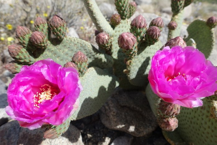 Cactus flowers