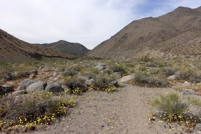 The trail is easy to follow - it's the only place without flowers!