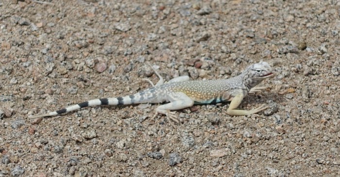 Zebra-tailed lizard