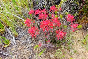 Indian Paintbrush