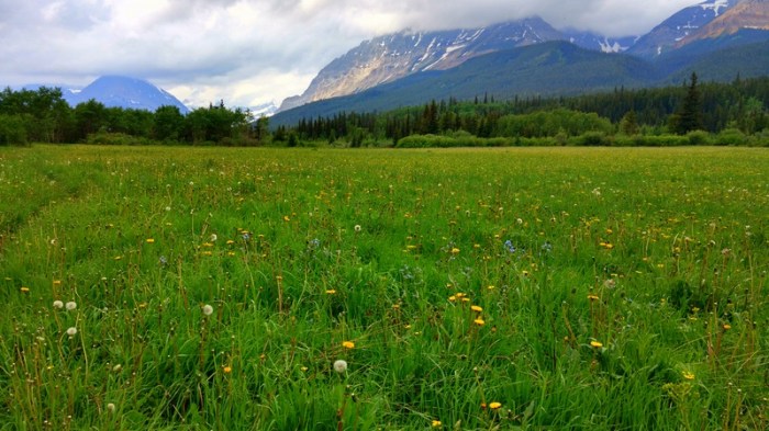 Wildflowers and open meadows along the Belly River