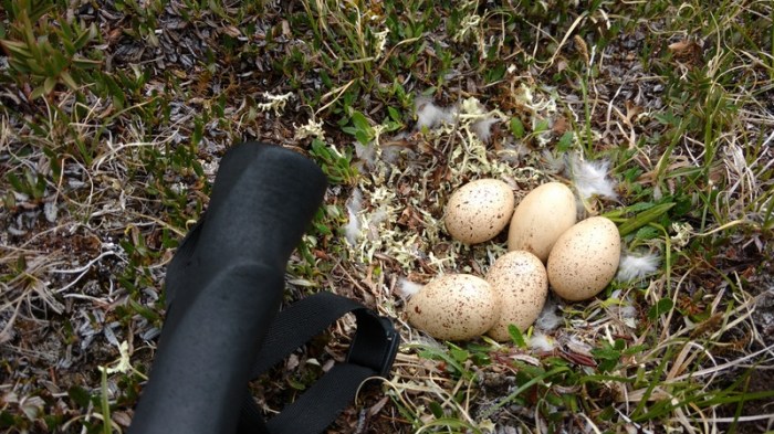 Eggs for breakfast? (I left them, of course)