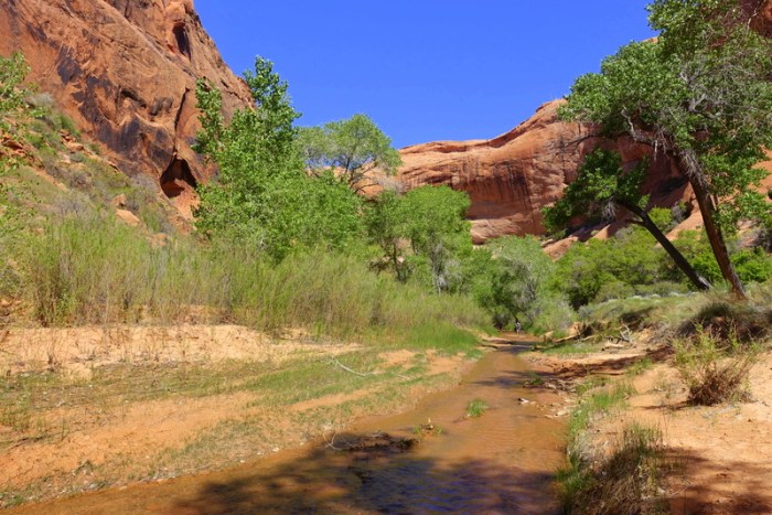 Peaceful cottonwood trees provide much-needed shade