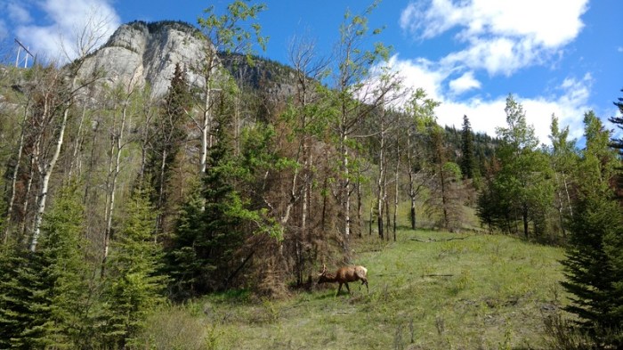 Spring in the mountains