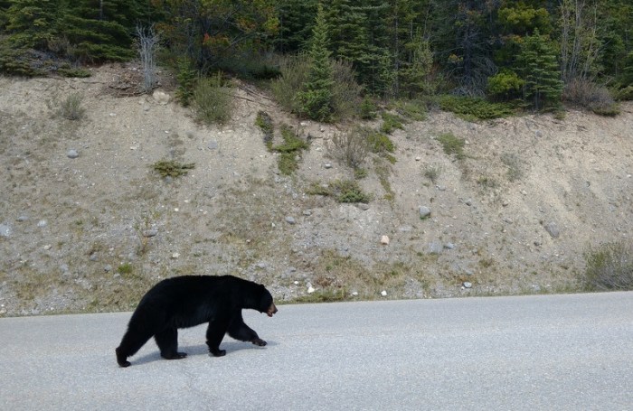 Black bear out for a stroll