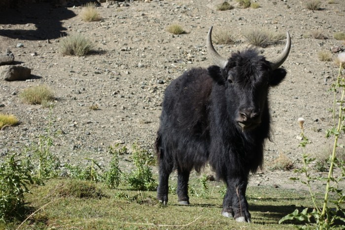 What you lookin' at?