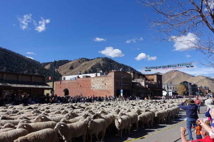 Ketchum Sheep Festival