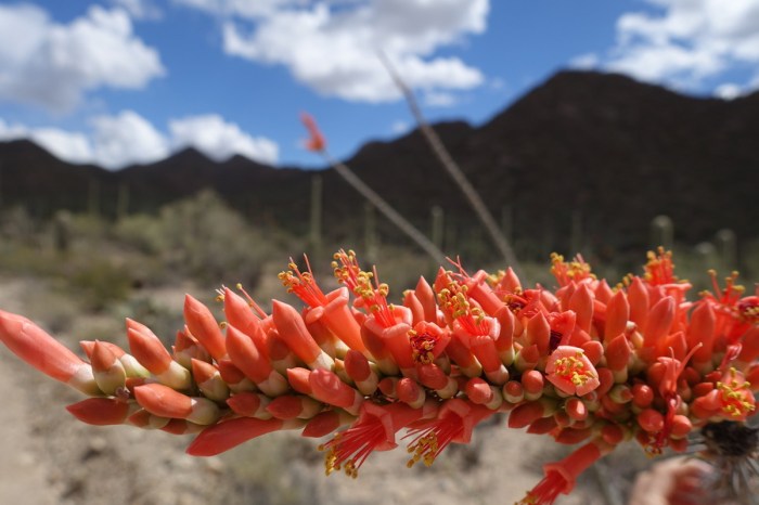 March - the desert comes alive with the colours of spring