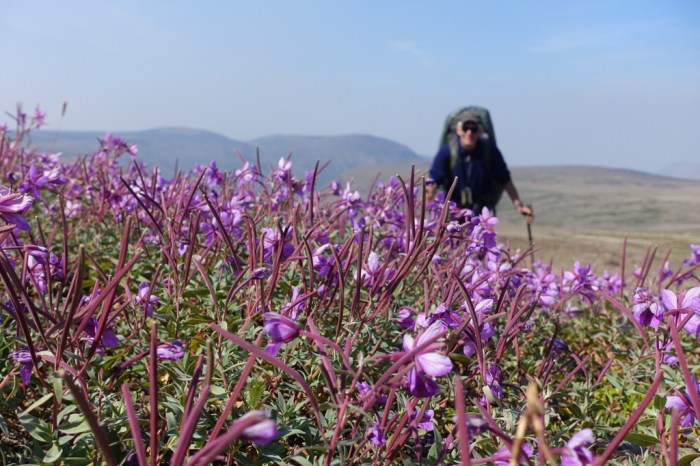 Wild flowers on Kitsu Plateau