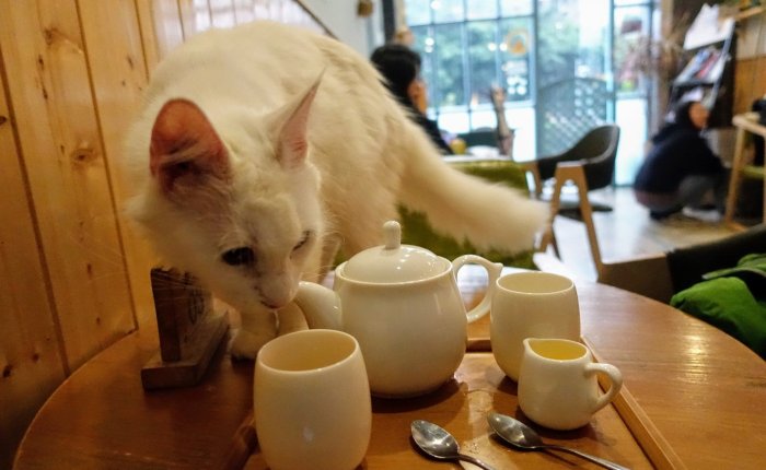 Chengdu’s Peekaboo Cat Cafe