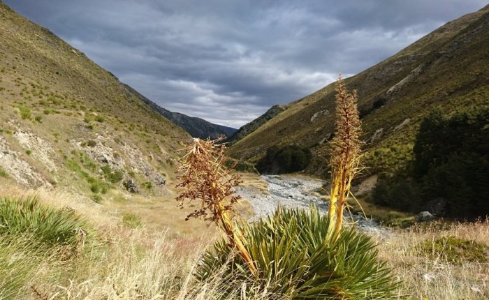 Lake Ohau to Hawea