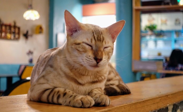 Cat Cafes of&nbsp;Beijing