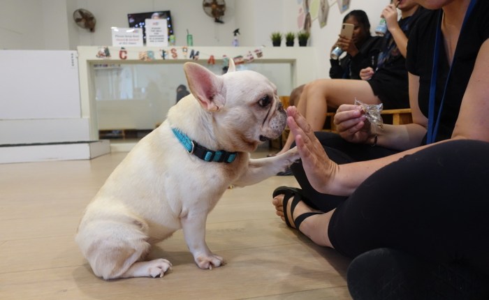 We Are The Furballs: Singapore’s first dog&nbsp;cafe