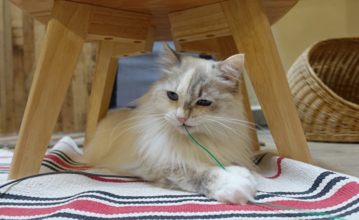 Singapore’s Meomi Cat&nbsp;Cafe