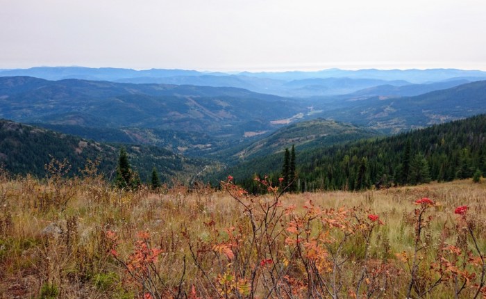 How a pandemic brought me back home